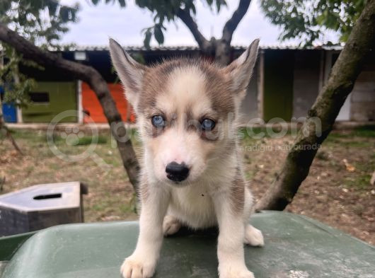 Sibirya Kurdu Husky Yavruları görsel