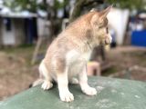 Sibirya Kurdu Husky Yavruları
