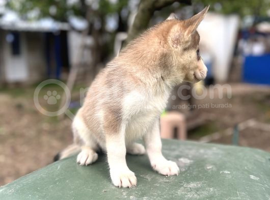 Sibirya Kurdu Husky Yavruları görsel