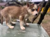 Sibirya Kurdu Husky Yavruları