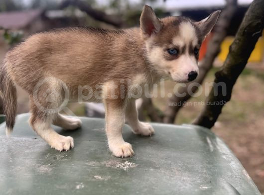 Sibirya Kurdu Husky Yavruları görsel
