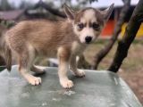 Sibirya Kurdu Husky Yavruları
