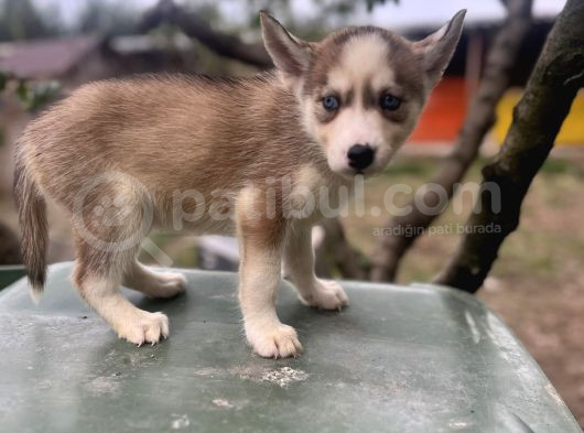 Sibirya Kurdu Husky Yavruları görsel