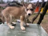 Sibirya Kurdu Husky Yavruları
