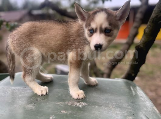 Sibirya Kurdu Husky Yavruları görsel