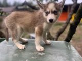 Sibirya Kurdu Husky Yavruları