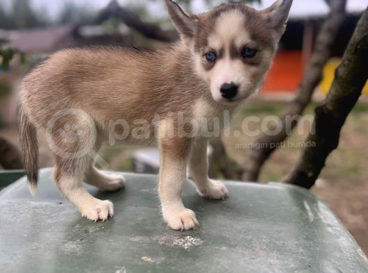 Sibirya Kurdu Husky Yavruları görsel