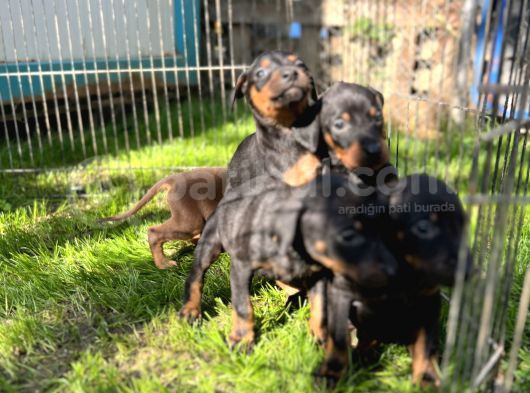 Doberman Yavrularımız görsel