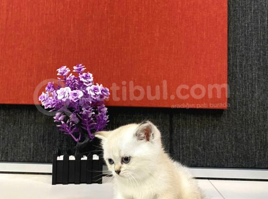 Bri̇ti̇sh Golden Babadan  Beyaz Mavi Gözlü Safkan Yavrular görsel