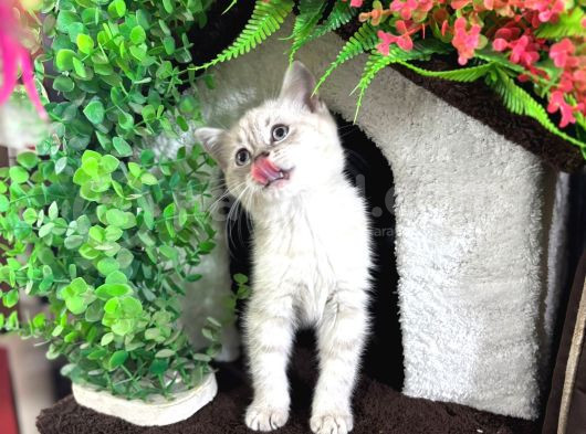 2Buçuk Aylık Bluepoint Ve British Shorthair Yavrularımız görsel