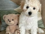 Kahve Tonlu Mini Boy Puppy Sevimli Yavrular Malti̇po Ci̇nsi̇ 