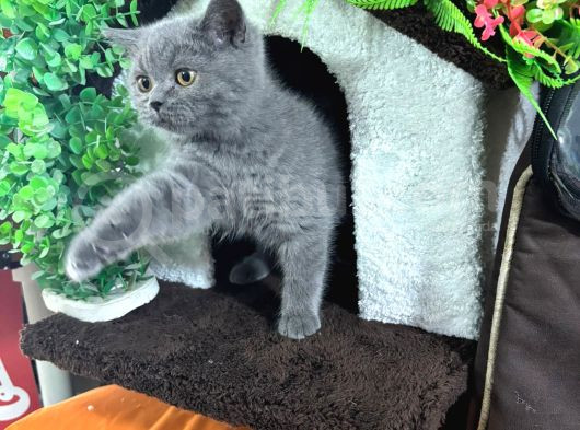2Buçuk Aylık Bluepoint Ve British Shorthair Yavrularımız görsel