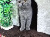 2Buçuk Aylık Bluepoint Ve British Shorthair Yavrularımız