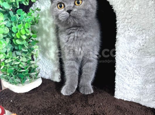 2Buçuk Aylık Bluepoint Ve British Shorthair Yavrularımız görsel