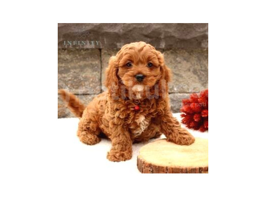 Kıpkırmızı Red Tooy Poodle Sevimli Yavrular
