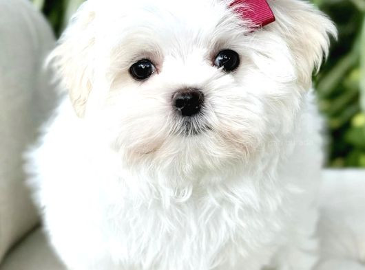 Süslü Maltese Bebeklerimiz görsel