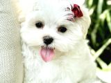 Süslü Maltese Bebeklerimiz
