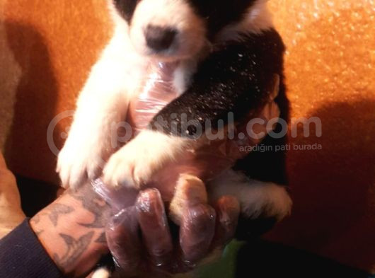 Show Kali̇te Border Coli̇e Yavrular görsel