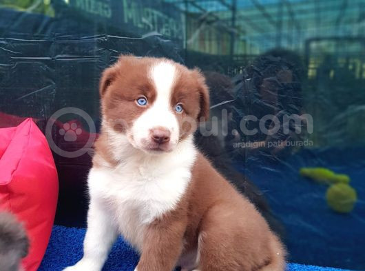 Show Kali̇te Border Coli̇e Yavrular