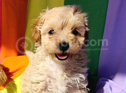 Harikalar Diyarından Maltipoo Prenses Yavrumuz görsel