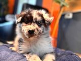 Nadir Blue merle BORDER COLLIE yavrularımız