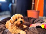Minik Tüy Dökmez Zeki Ped Eğitimli Maltipoo