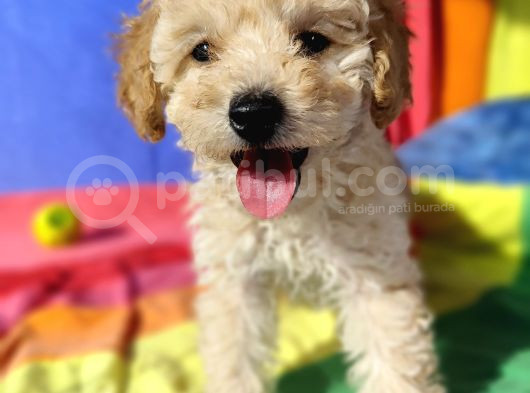 Efsane Prens Toy Poodle Yavrumuz görsel