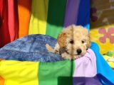 Efsane Prens Toy Poodle Yavrumuz