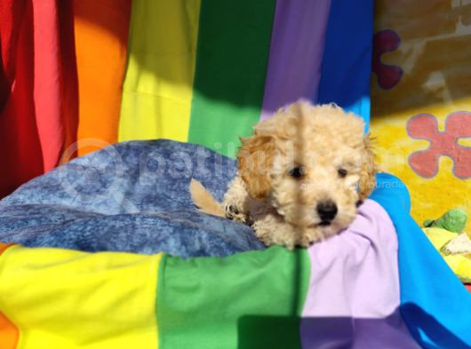 Efsane Prens Toy Poodle Yavrumuz görsel