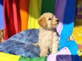 Efsane Prens Toy Poodle Yavrumuz