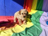 Harikalar Diyarından Maltipoo Prenses Yavrumuz