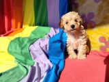 Harikalar diyarından Maltipoo prenses yavrumuz