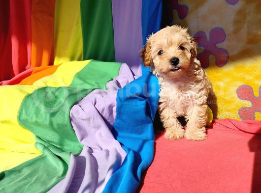 Harikalar Diyarından Maltipoo Prenses Yavrumuz