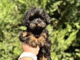Özel Renk Teacup Malti̇poo Bebekler