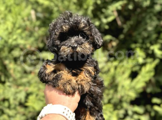 Özel Renk Teacup Malti̇poo Bebekler görsel