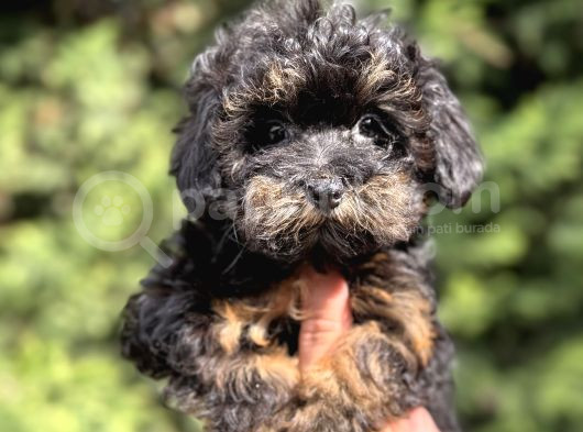 Özel Renk Teacup Malti̇poo Bebekler