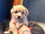 Mi̇ni̇ci̇k Malti̇poo Bebekler Burkemden