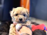 Mi̇ni̇ci̇k Malti̇poo Bebekler Burkemden