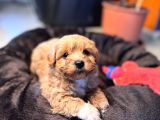 Mi̇ni̇ci̇k Malti̇poo Bebekler Burkemden