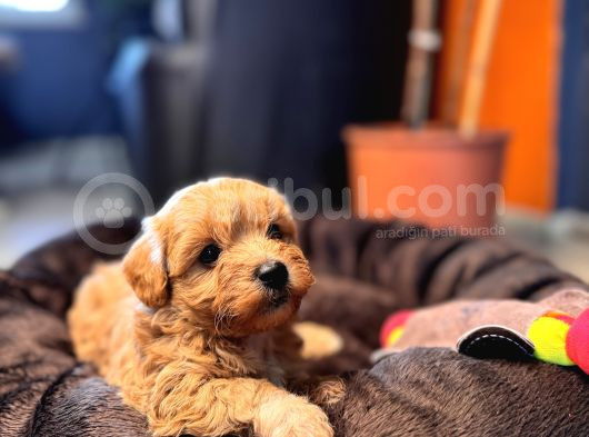 Mi̇ni̇ci̇k Malti̇poo Bebekler Burkemden