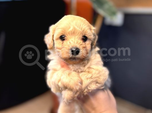 Mi̇ni̇ci̇k Malti̇poo Bebekler Burkemden görsel
