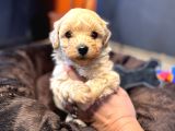 Mi̇ni̇ci̇k Malti̇poo Bebekler Burkemden