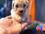 Mi̇ni̇ci̇k Malti̇poo Bebekler Burkemden