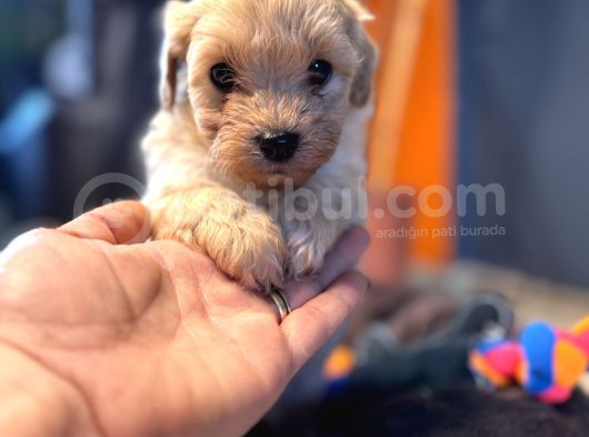 Mi̇ni̇ci̇k Malti̇poo Bebekler Burkemden görsel