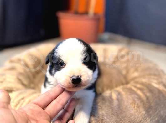 En Asi̇li̇ En Güzel Rengi̇ İle Border Collie görsel