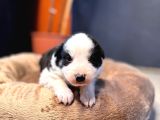En Asi̇li̇ En Güzel Rengi̇ İle Border Collie