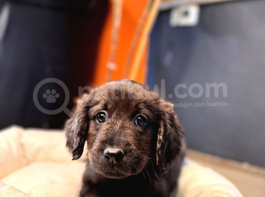 Dark Chocolate Labrador Retriever Özel Renk görsel