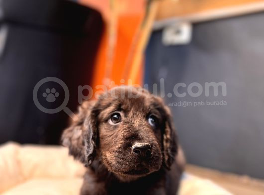 Dark Chocolate Labrador Retriever Özel Renk görsel
