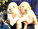Golden Retriever Bebekler