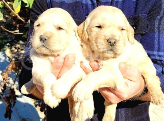Golden Retriever Bebekler görsel